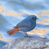 Plumbeous Redstart